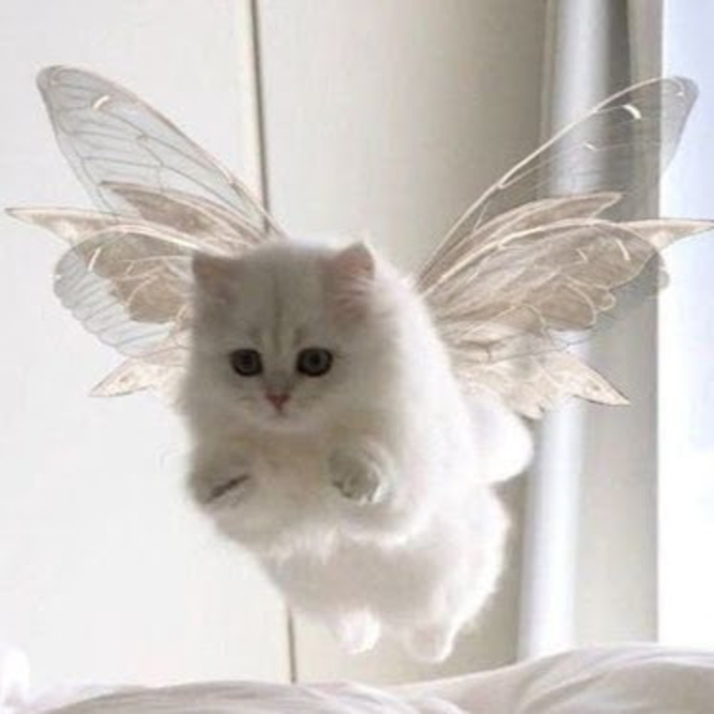 Meet your Posher, Dayana